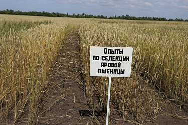 О результатах селекции и перспективах семеноводства